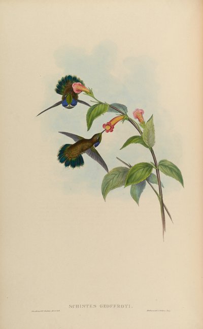 Schistes geoffroyi - John Gould